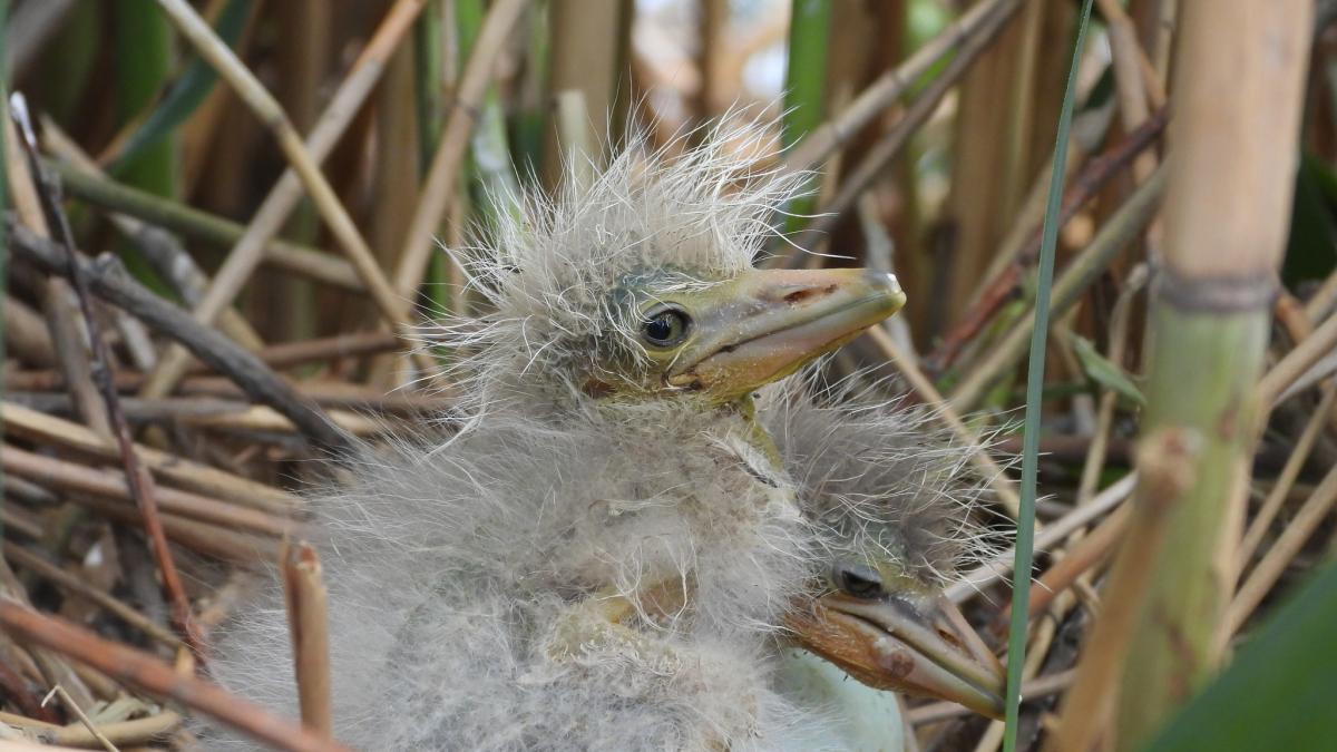 На Прикарпатті виявили найбільшу колонію рідкісних косарів на заході України На Прикарпатті виявили найбільшу колонію рідкісних косарів на заході України