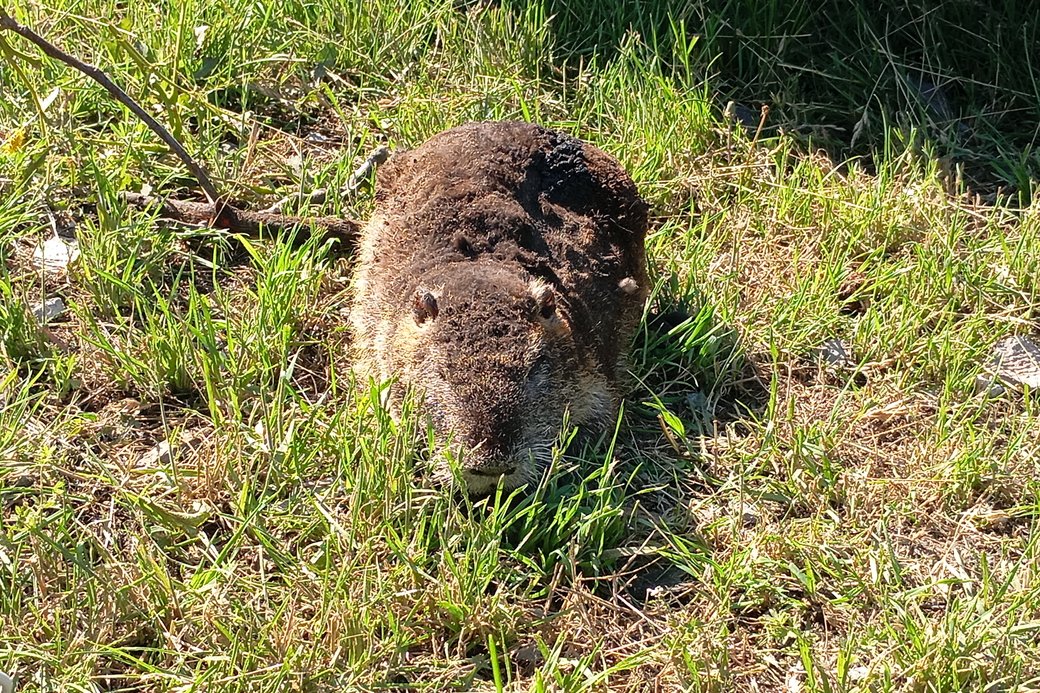 Атака дронів на Сумщину в ніч на 24 червня