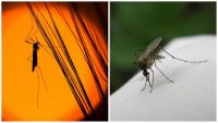Комарі зникнуть назавжди: один натуральний засіб легко позбавить від комах