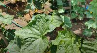 Жовтіє листя огірків — як врятувати врожай