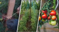 2 найпростіші способи, як підв’язати помідори: займуть лічені хвилини, а результат здивує