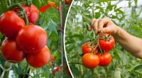 Хитрість садівників: що посадити поруч з помідорами для ідеального смаку