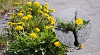 Такій силі можна позаздрити: чому кульбаба проростає крізь бетон
