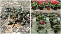 Мухи не підлетять на гарматний постріл: як швидко і назавжди відлякати комах