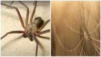 Від павуків не залишиться і сліду: спрацює один простий і дешевий інгредієнт