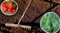 Липневі секрети врожаю: 5 культур, які варто посадити на звільнені грядки