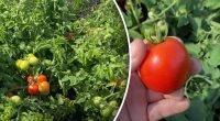 Що потрібно обов'язково зробити влітку з помідорами - буде дівати нікуди
