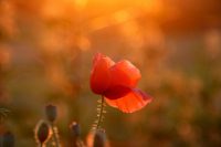 Синоптик назвав дату пекельної спеки в Україні