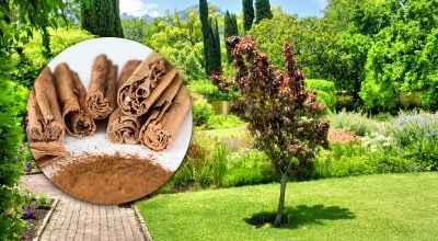 корица, сад корица, сад