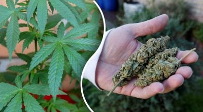 В Україну вперше офіційно завезуть канабіс В Україну вперше офіційно завезуть канабіс