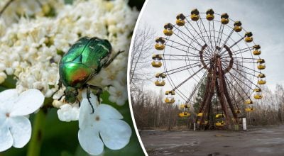 Чернобль, жук Чернобль, жук