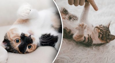 Що буде, якщо відмовлятися грати з котом: ветеринари вказали небезпечний нюанс Що буде, якщо відмовлятися грати з котом: ветеринари вказали небезпечний нюанс