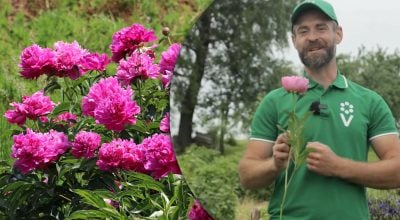 Півонії Півонії