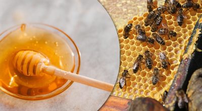 Какой мёд самый полезный и чем отличается майский мёд от обычного