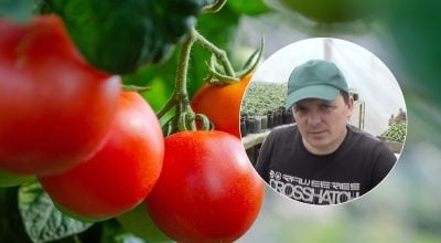 Подкромка помидоров Подкромка помидоров