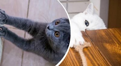 кот кот