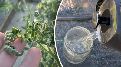 кусты помидоров кусты помидоров