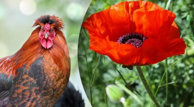 Китайський гороскоп на завтра