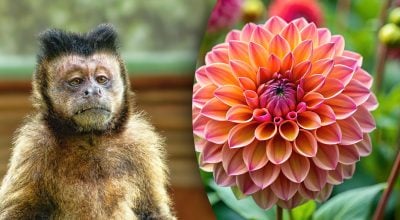 Китайський гороскоп на завтра