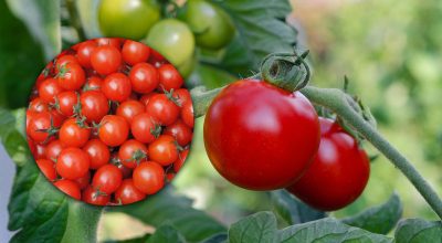Урожай помідорів буде величезним: яким простим засобом варто їх підживити