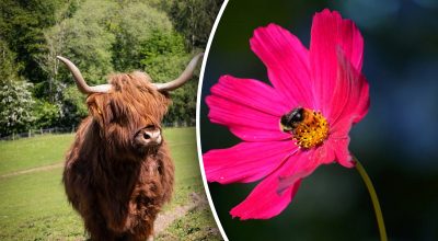 Китайский гороскоп на завтра Китайский гороскоп на завтра