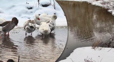 Озеро-привид в Україні: неймовірна історія водойми, яка не замерзає взимку
