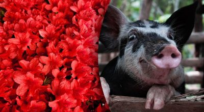 Китайський гороскоп на завтра Китайський гороскоп на завтра