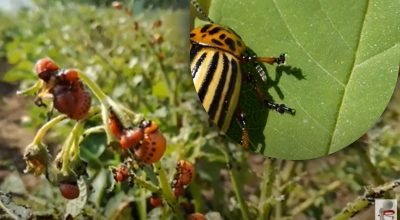 Звідки колорадський жук попав у Європу?