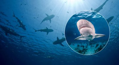 акула акула