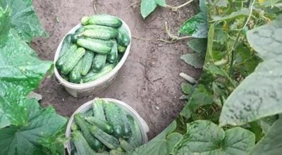 Чому огірки гірчать? Чому огірки гірчать?