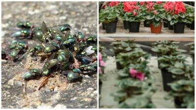 мухи, квіти мухи, квіти
