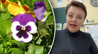 Цветы анютины глазки, Светлана Чернышева Цветы анютины глазки, Светлана Чернышева