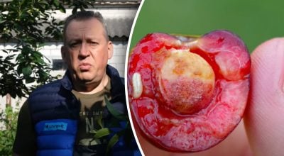 Що робити, щоб вишня не була червивою? Що робити, щоб вишня не була червивою?