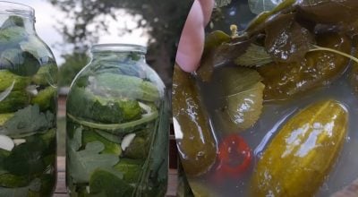 Яку траву кладуть в сольоні огірки? Яку траву кладуть в сольоні огірки?