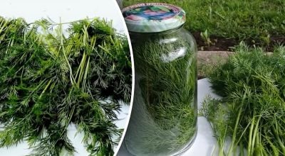 Кріп залишатиметься свіжим тижнями: простий трюк, про який мало хто знає