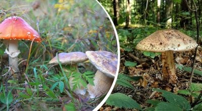 Страшніший за мухомор та є в кожному лісі: який найнебезпечніший гриб України Страшніший за мухомор та є в кожному лісі: який найнебезпечніший гриб України