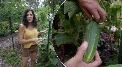 Чи потрібно підв'язувати огірки: городник розповіла секрет багатого врожаю