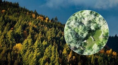 Диво, яке оповите містикою: в Україні знайшли найстаріше дерево у світі Диво, яке оповите містикою: в Україні знайшли найстаріше дерево у світі