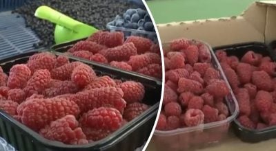 Експерти порівняли ціни на малину в Україні та Сербії Експерти порівняли ціни на малину в Україні та Сербії