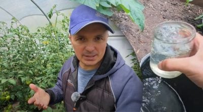 Як правильно підживлювати помідори? Як правильно підживлювати помідори?