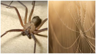 Сарана здасться 'квіточками': Україну масово атакують пауки, яка причина Сарана здасться 'квіточками': Україну масово атакують пауки, яка причина
