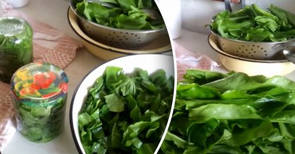 Как заготовить щавель на зиму - простой способ без соли и уксуса