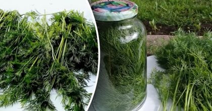 Кріп залишатиметься свіжим тижнями: простий трюк, про який мало хто знає