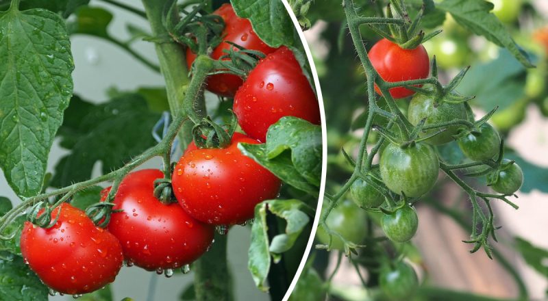 Урожая не будет: что нельзя сажать рядом с томатами