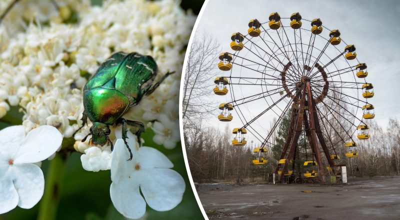 Блестящие и могут менять цвет: в Чернобыле заметили странных жуков