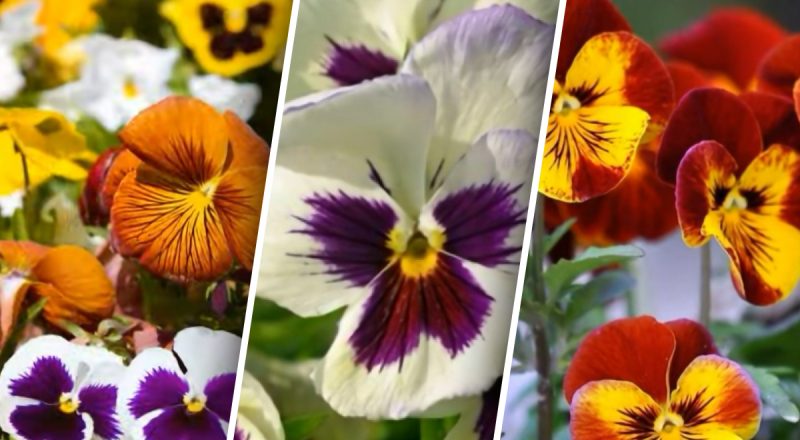 Какие цветы еще можно посеять в июне: 10 оптимальных вариантов