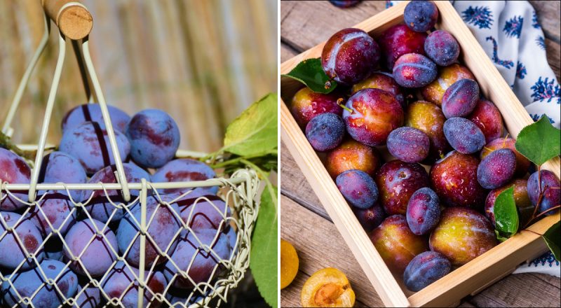 Что можно сделать из сливы на зиму без консервации