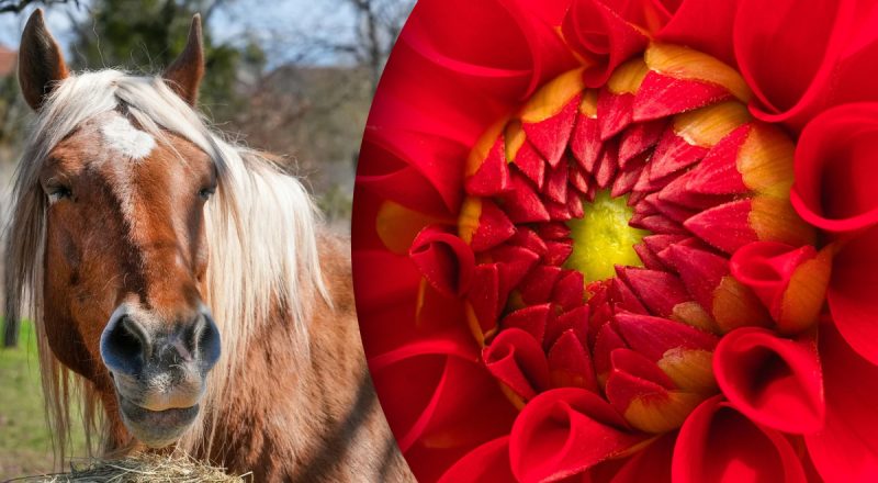 Китайський гороскоп на сьогодні 11 червня: Бикам - образа, Коням - занепокоєння