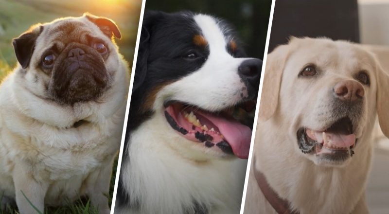 Какие собаки самые спокойные: названы 10 "тихих" пород