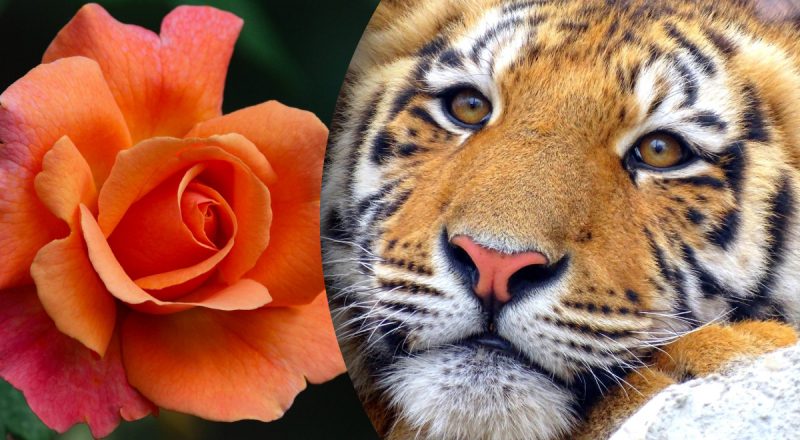 Китайський гороскоп на сьогодні 13 червня: Тиграм - важкі часи, Зміям - суперечки